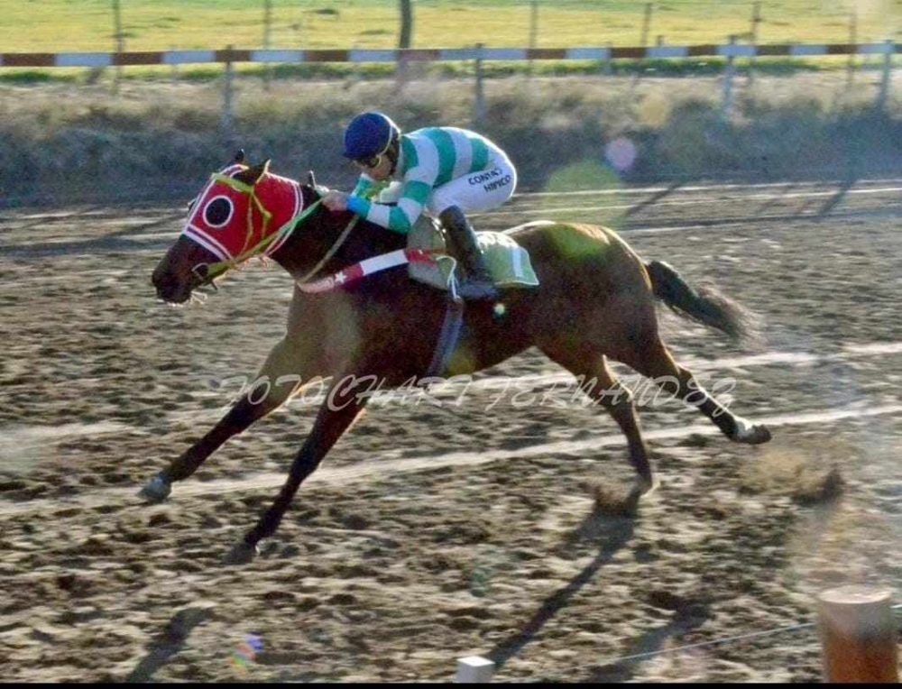 Tres caballos, al cuidado de Narciso Mengui, competirán este domingo en Doblas